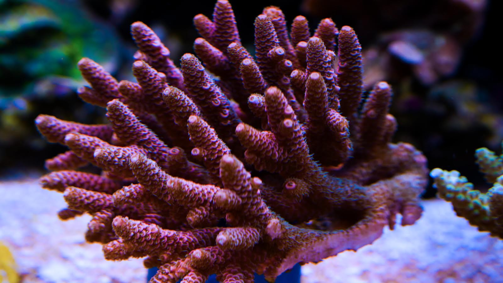 TRSC Aquatics