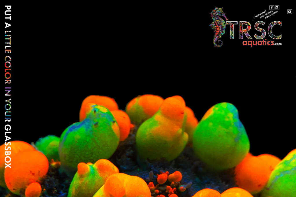 TRSC Aquatics