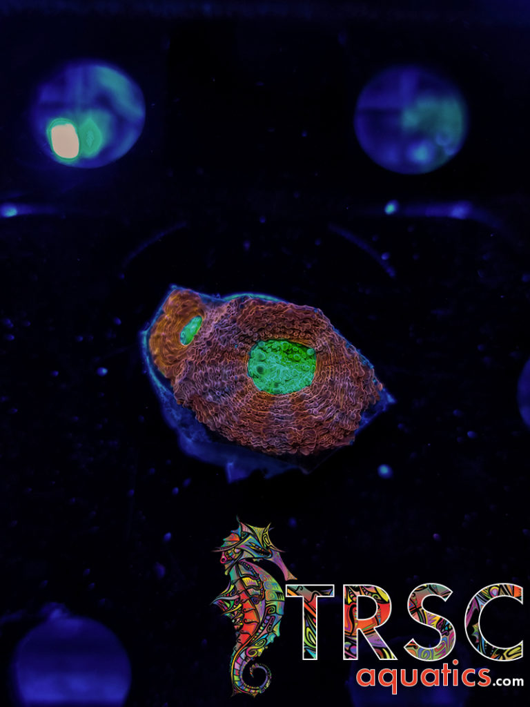 TRSC Aquatics