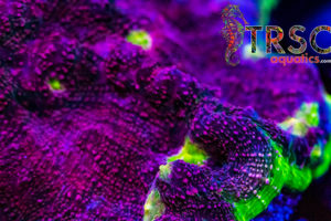 'Super Corals' saving the world's reefs? 17 MG 0031