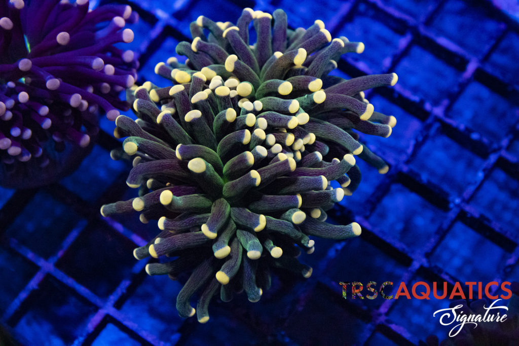 TRSC Aquatics