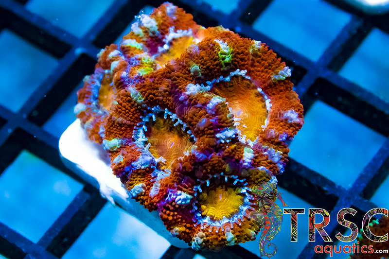 Acan Q03