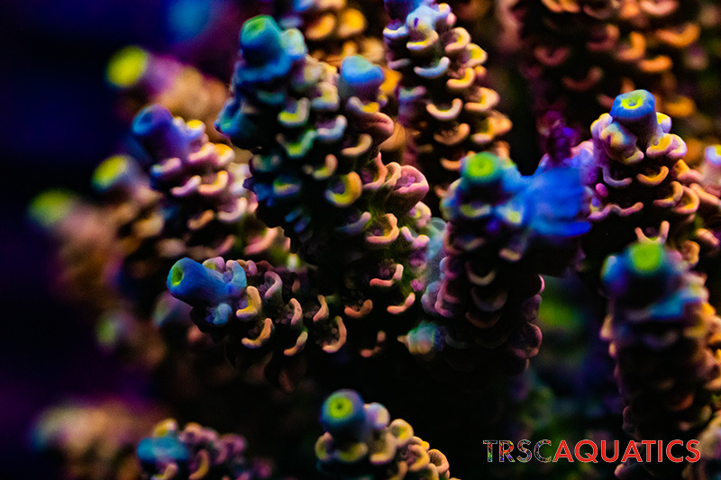 LIVE CORALS FOR SALE LPS, SPS, SOFTIES & DRY GOODS 14 DSC00023