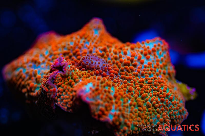 LIVE CORALS FOR SALE LPS, SPS, SOFTIES & DRY GOODS 16 TRMAY2421 SHROOM P02
