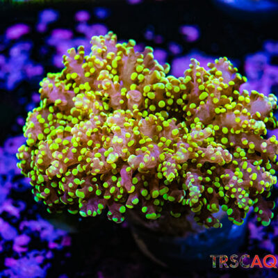 Frogspawn