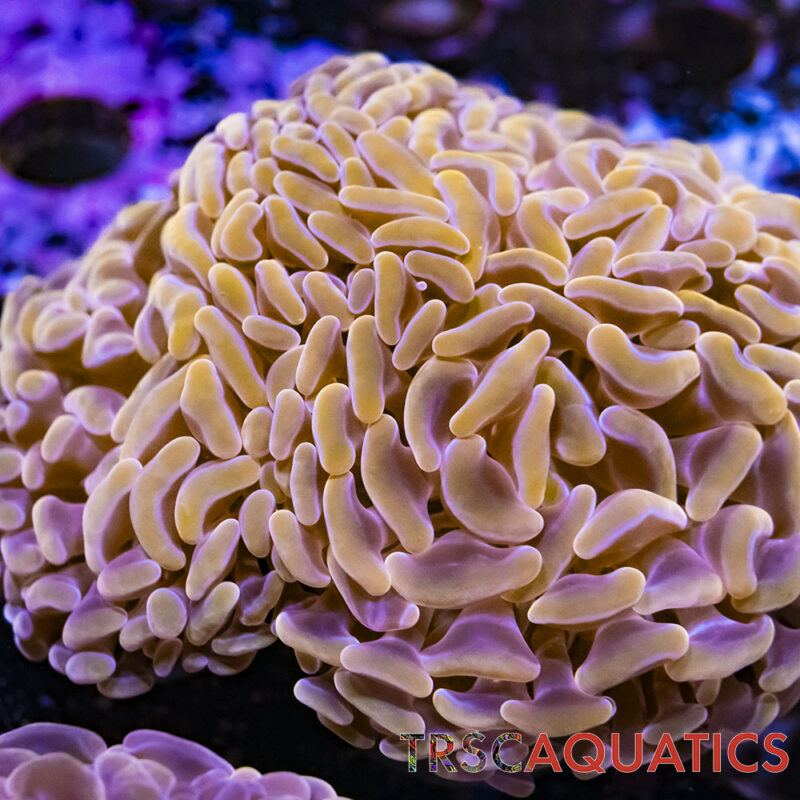 TRSC011822 HAMMER Q05