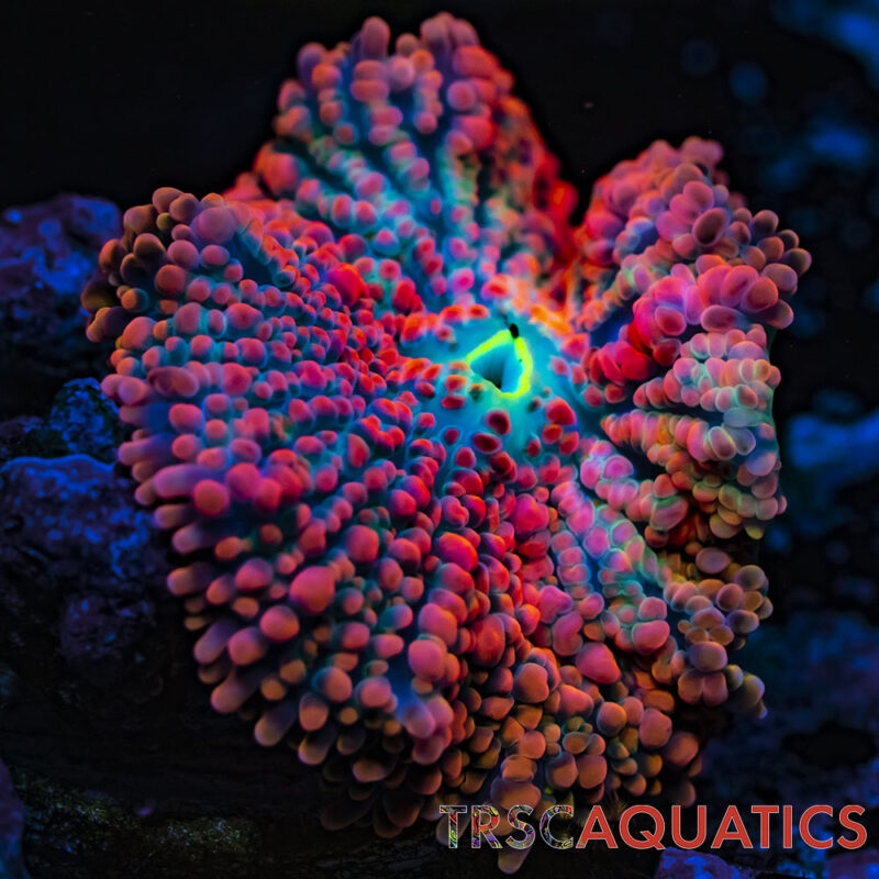 TRSC011822 SHROOM W03