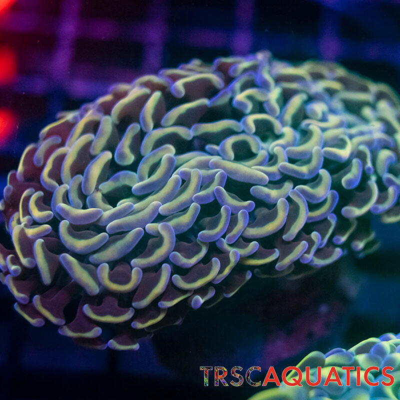 TRSC110422 HAMMER N06