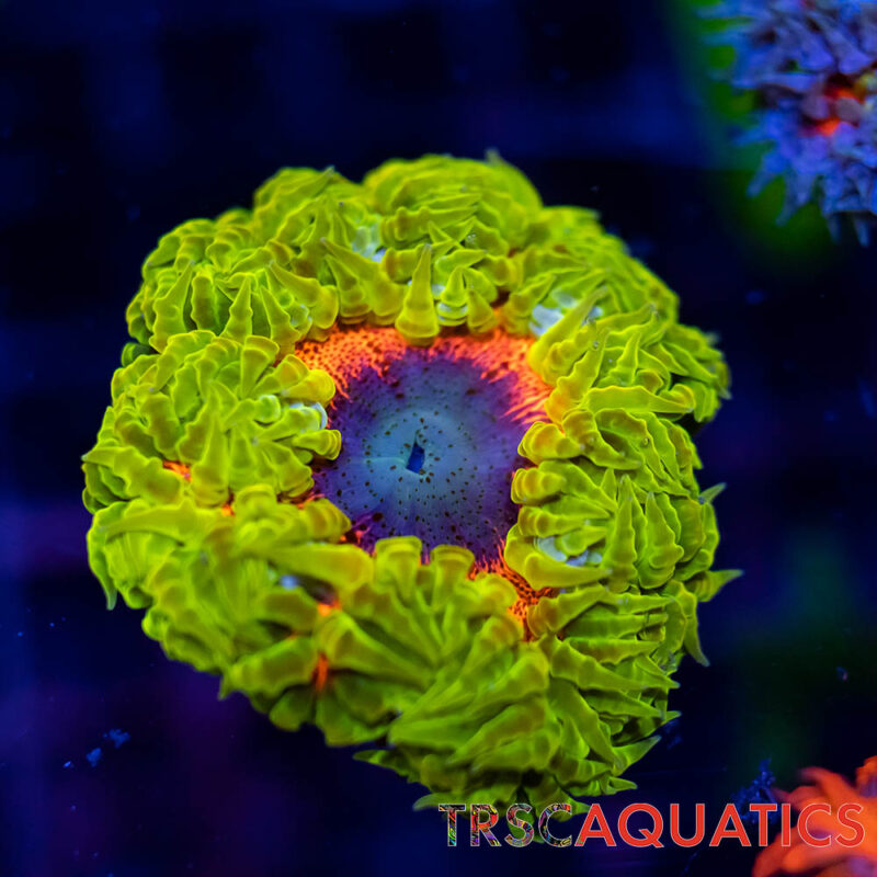 TRSC112122 NEM SPCL06