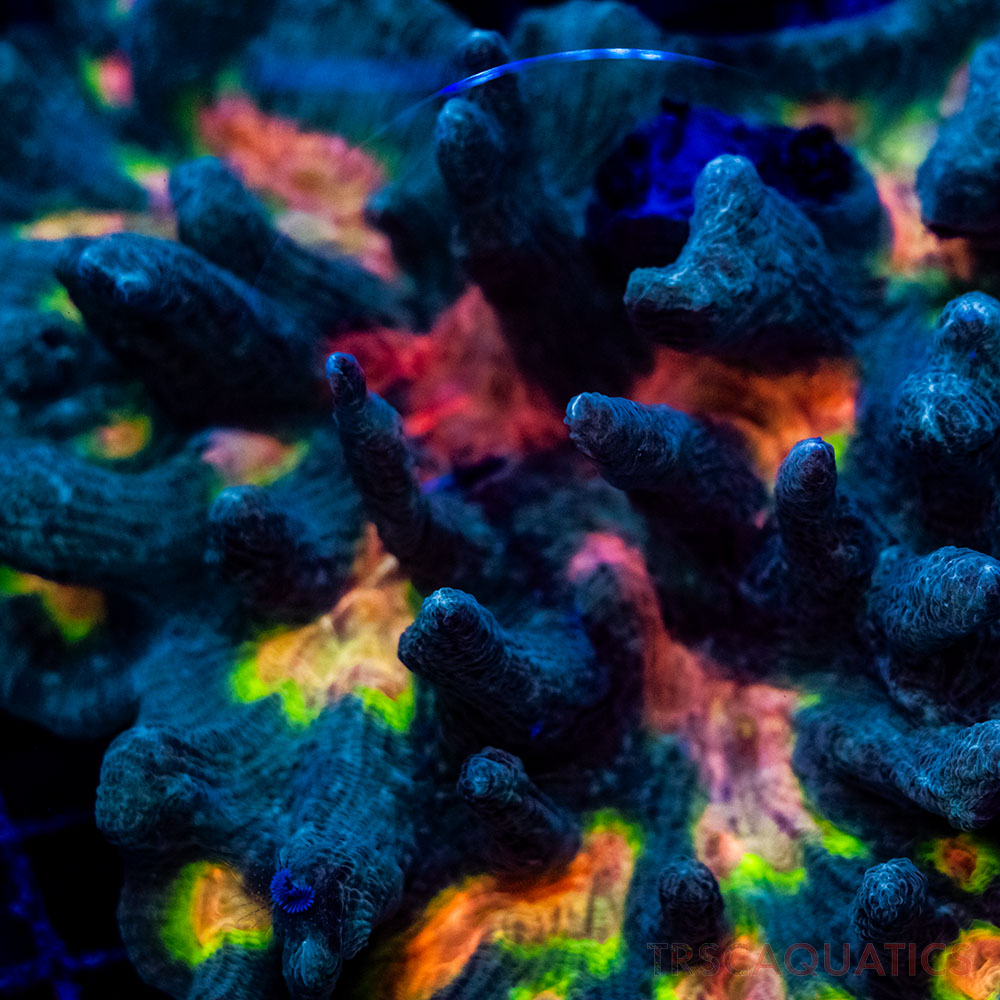 Pectina Corals • TRSC Aquatics
