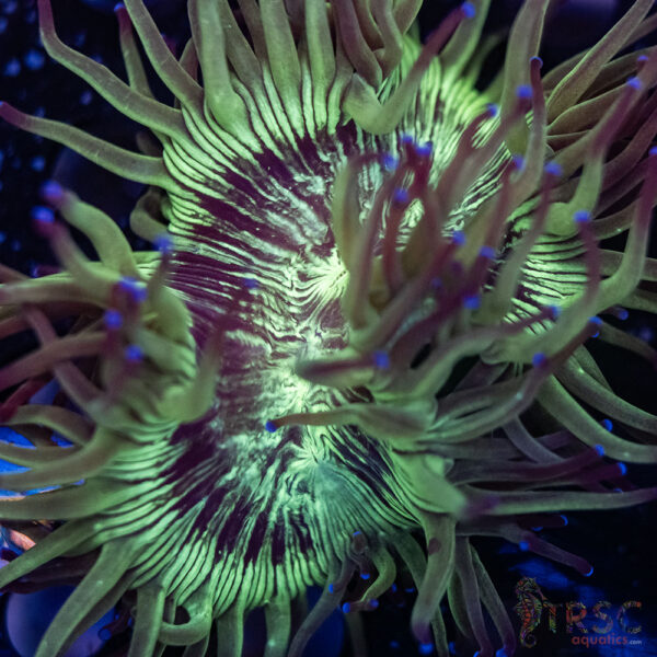 Indo Aquacultured Elegance Coral A02