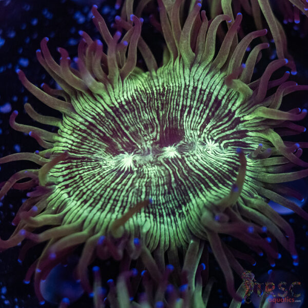 Indo Aquacultured Elegance Coral A03