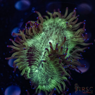 Indo Aquacultured Elegance Coral A05