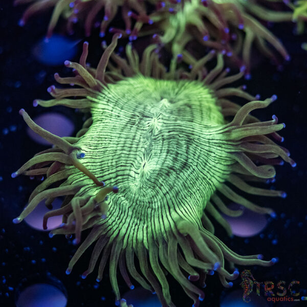Indo Aquacultured Elegance Coral A07