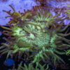 Indo Aquacultured Elegance Coral A02