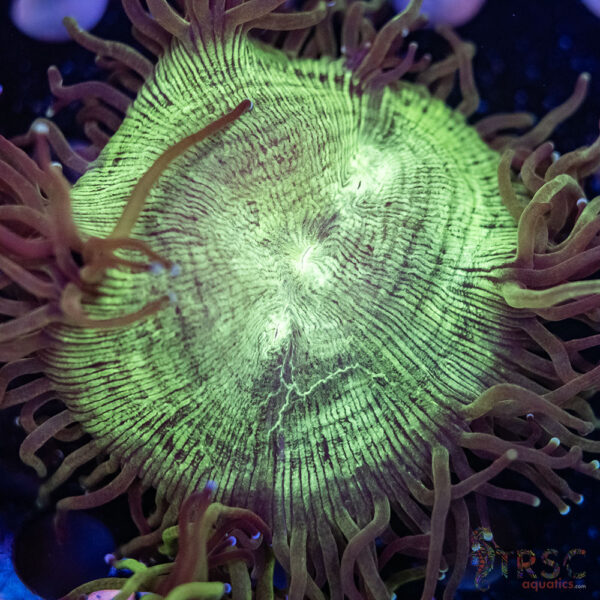 Indo Aquacultured Elegance Coral B02
