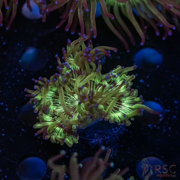 Indo Aquacultured Elegance Coral B03