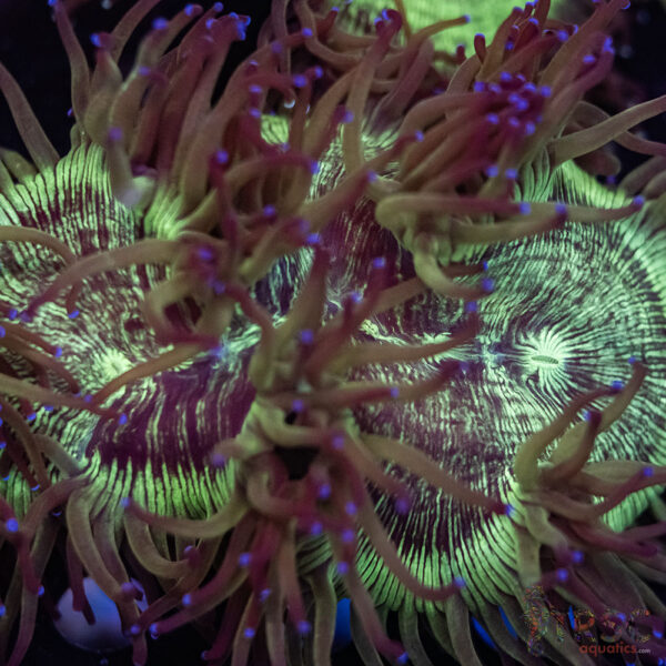 Indo Aquacultured Elegance Coral B04