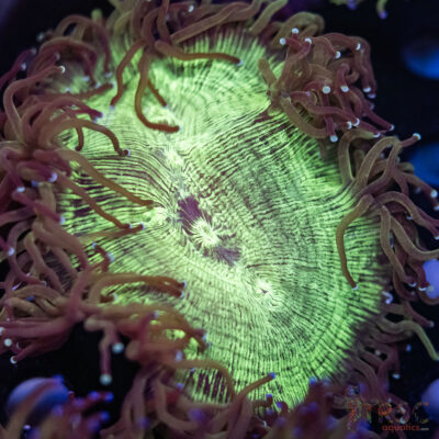 Indo Aquacultured Elegance Coral A01