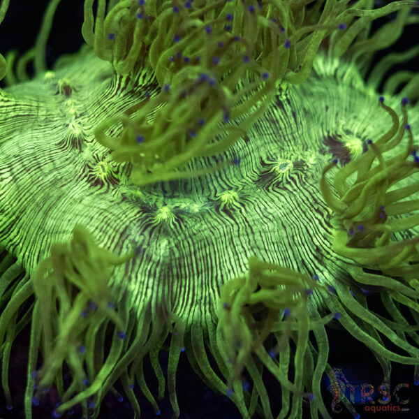 Indo Aquacultured Elegance Coral B06