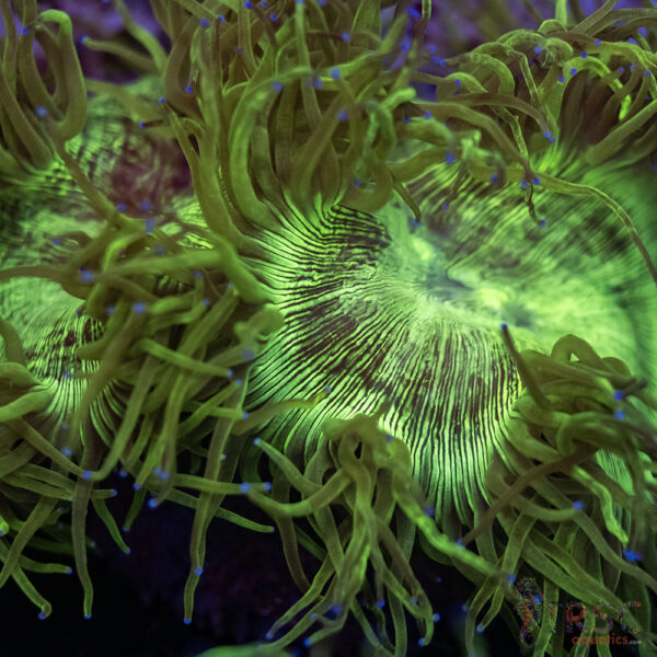 Indo Aquacultured Elegance Coral B07
