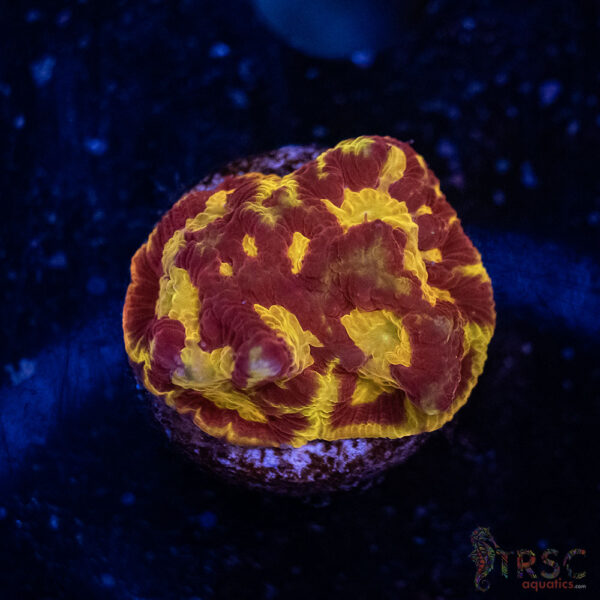 Devils Brew Platy A01