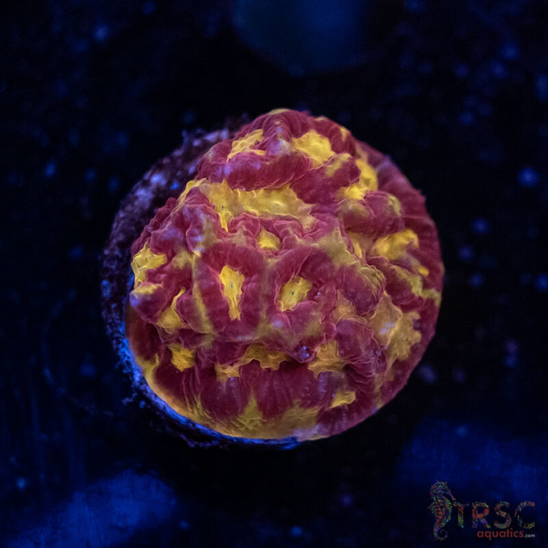 TRSC Aquatics