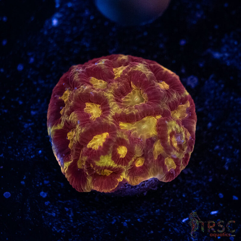 TRSC Aquatics