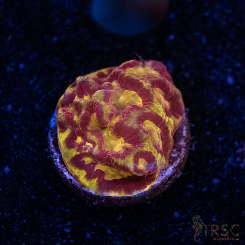 TRSC Aquatics