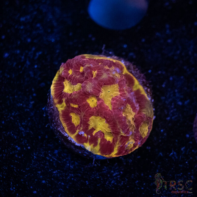 TRSC Aquatics