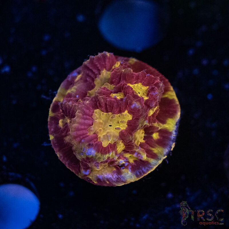 TRSC Aquatics