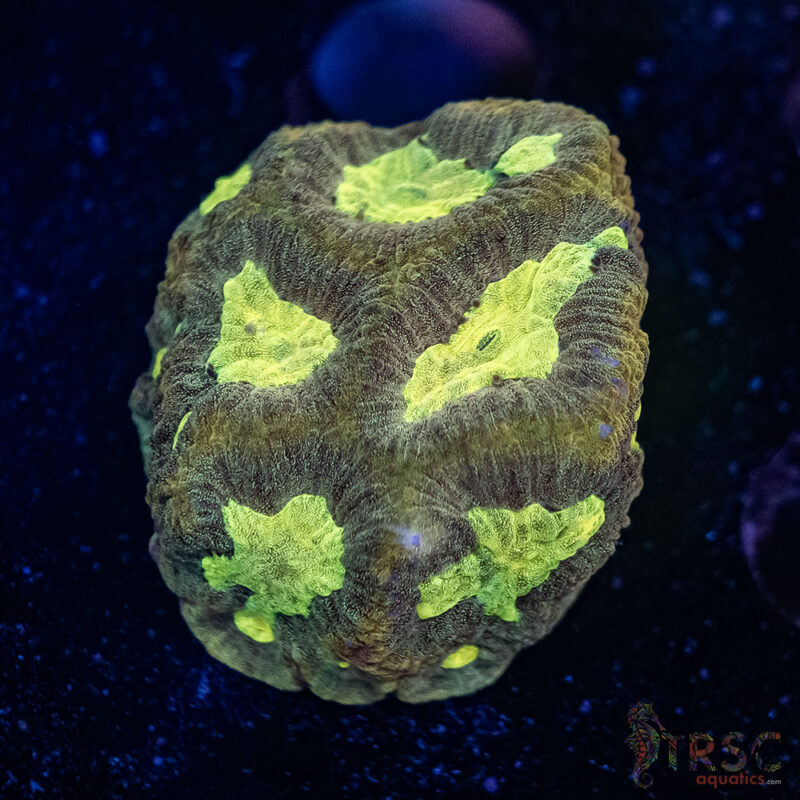 TRSC Aquatics