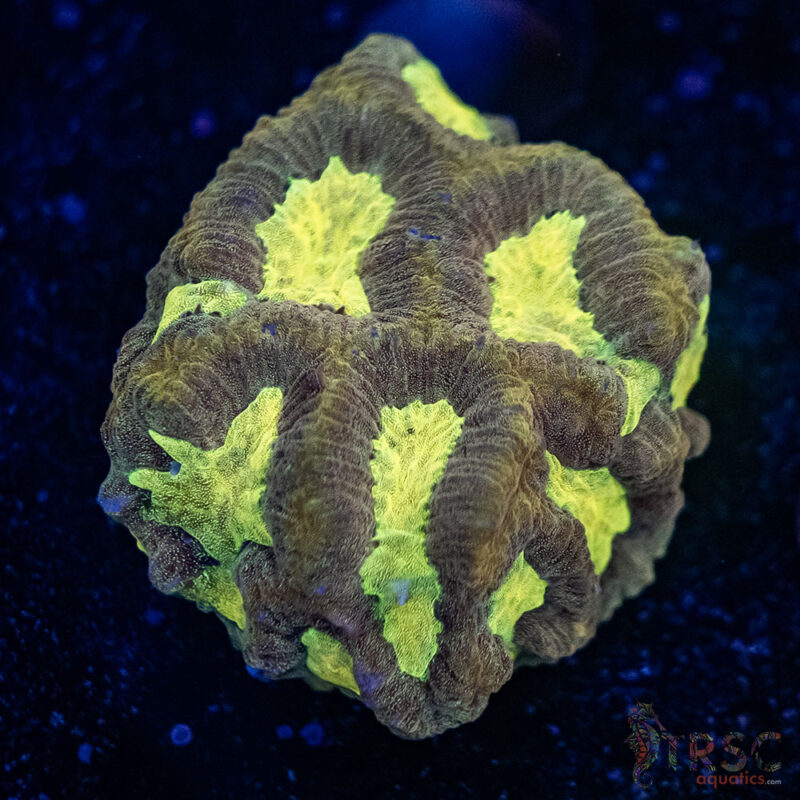 TRSC Aquatics
