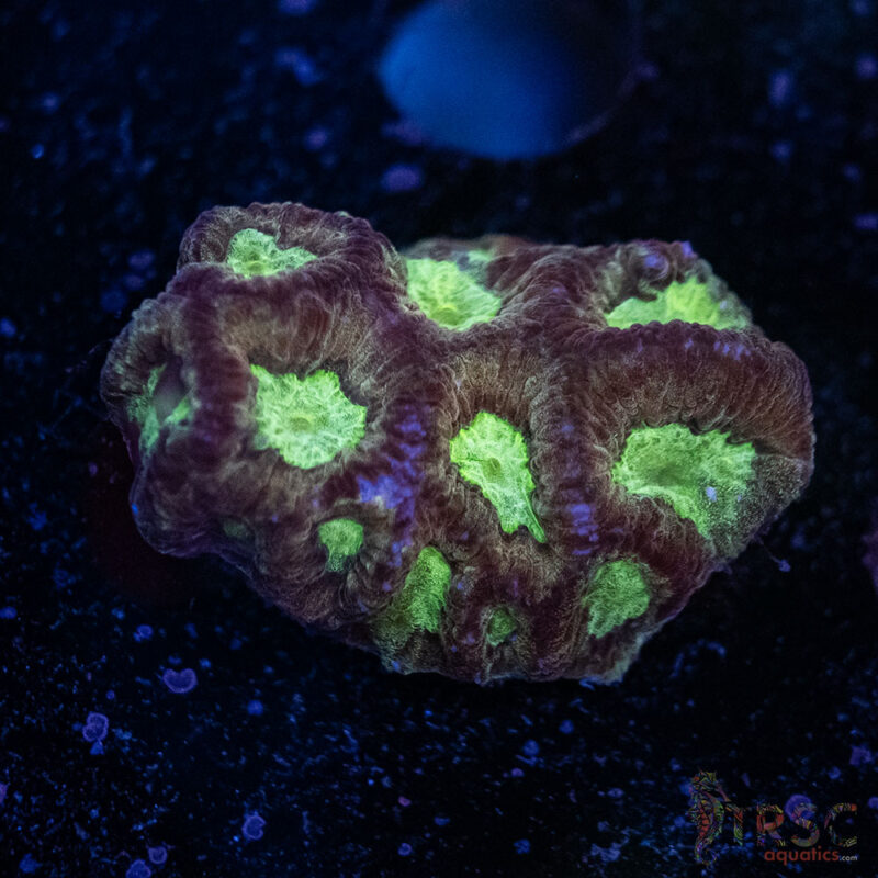 TRSC Aquatics