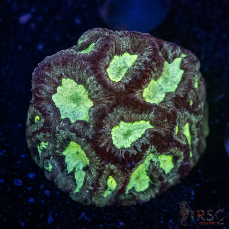 TRSC Aquatics