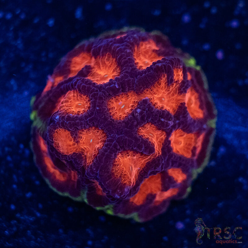 TRSC Aquatics