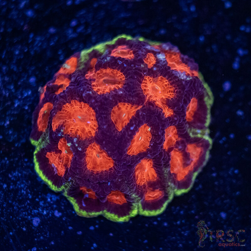 TRSC Aquatics