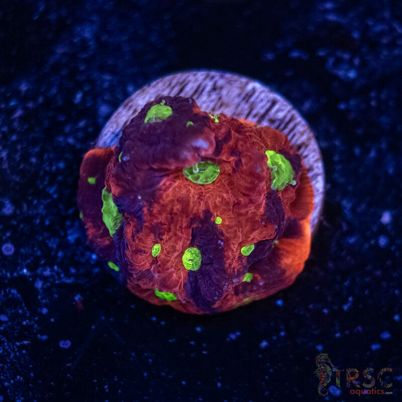 TRSC Aquatics