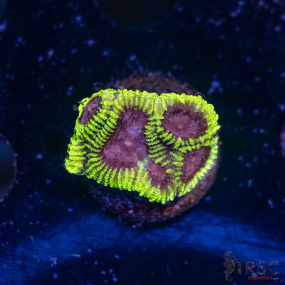 Space Monkey Favia C02