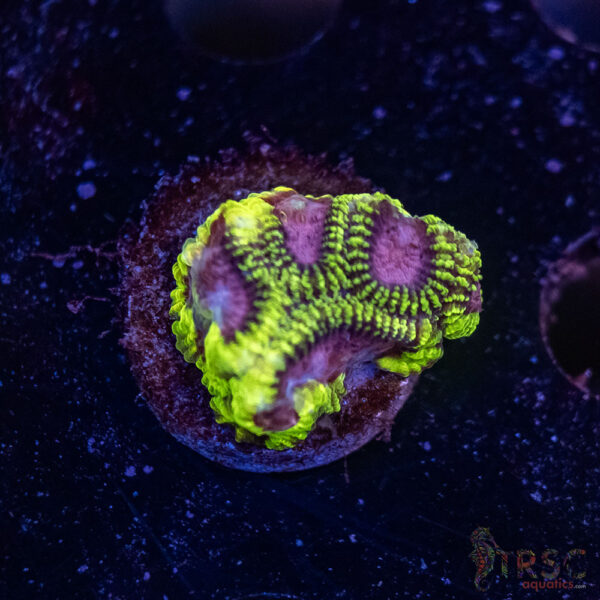 Space Monkey Favia C04