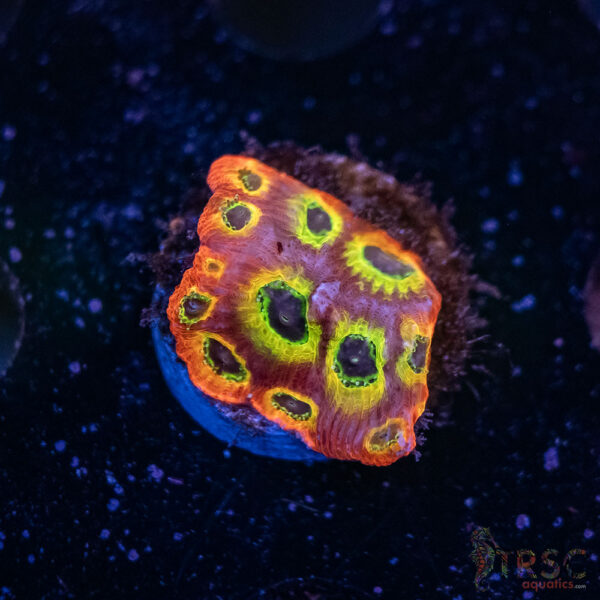 Spicy Lemon Favia C07