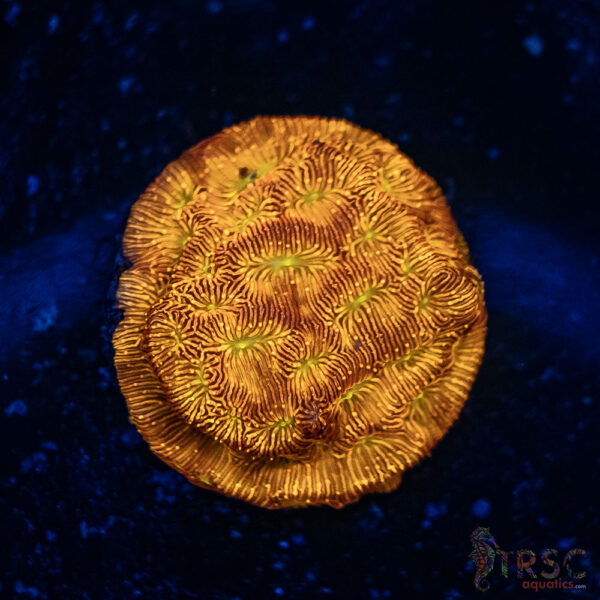 Jack O' Lantern Leptoseris D01