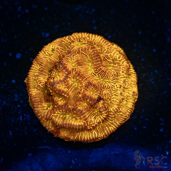 Jack O' Lantern Leptoseris D03