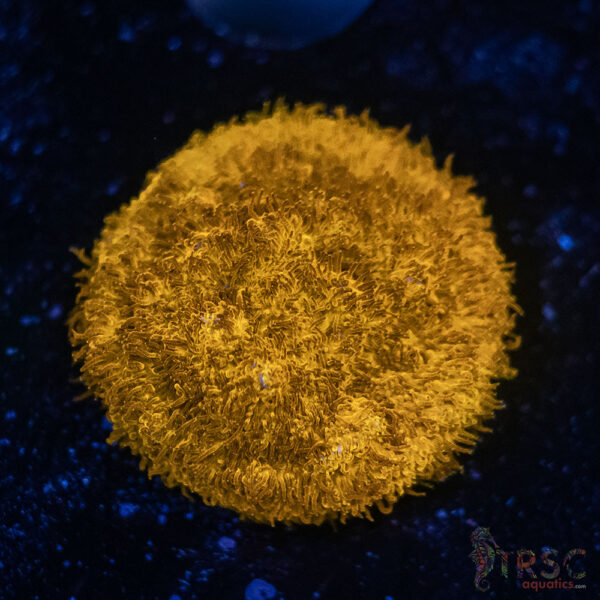 Watermelon Psammacora D05