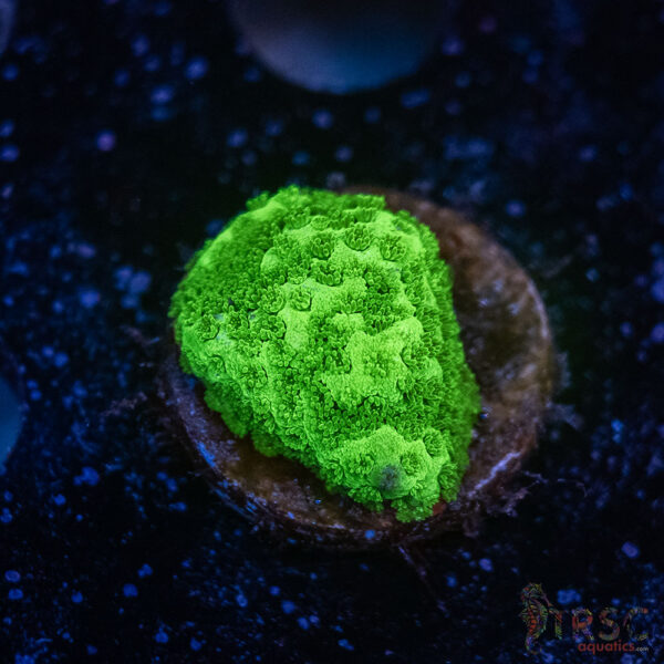 Green Montipora D09