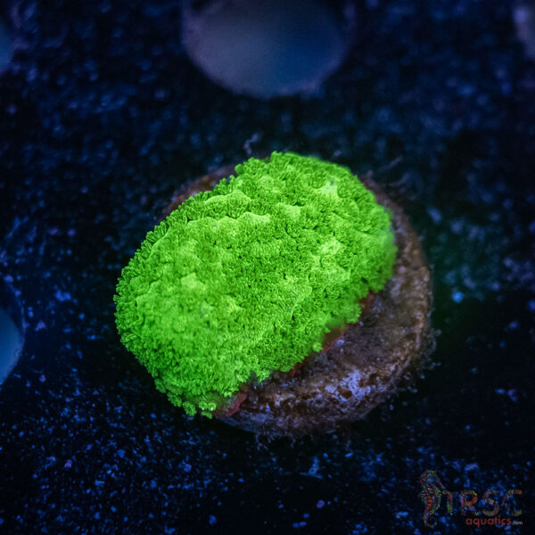 Green Montipora D10