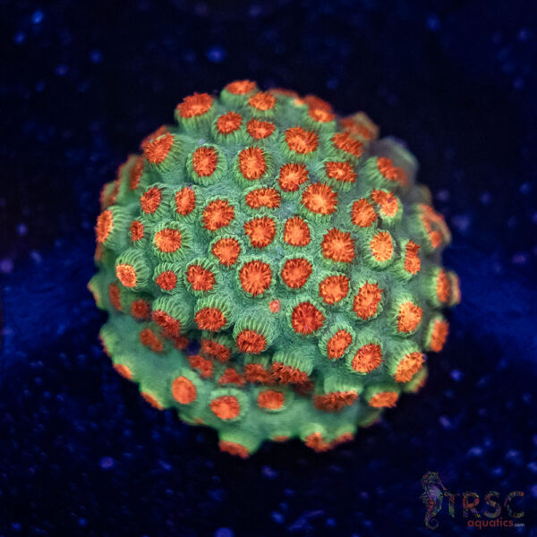 Meteor Shower Cyphastrea E01