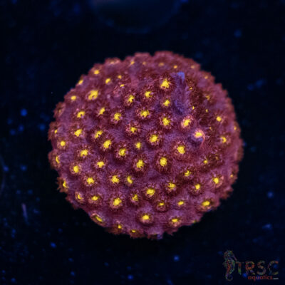 Bling Bling Cyphastrea E04