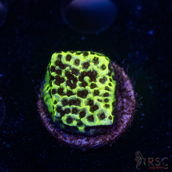 Green Spongeodes E07