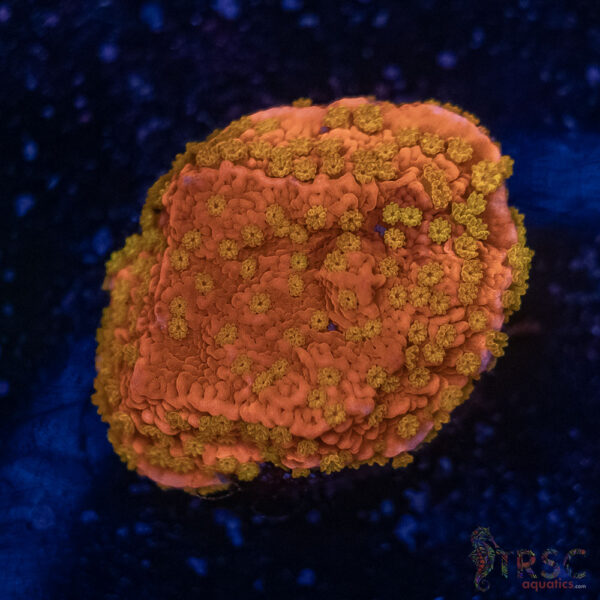 Sunburst Montipora F01